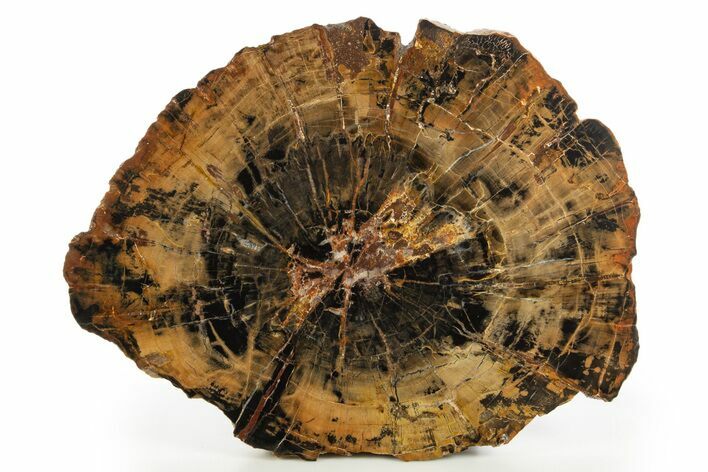 Polished Triassic Petrified Wood (Araucarioxylon) Round - Utah #320741